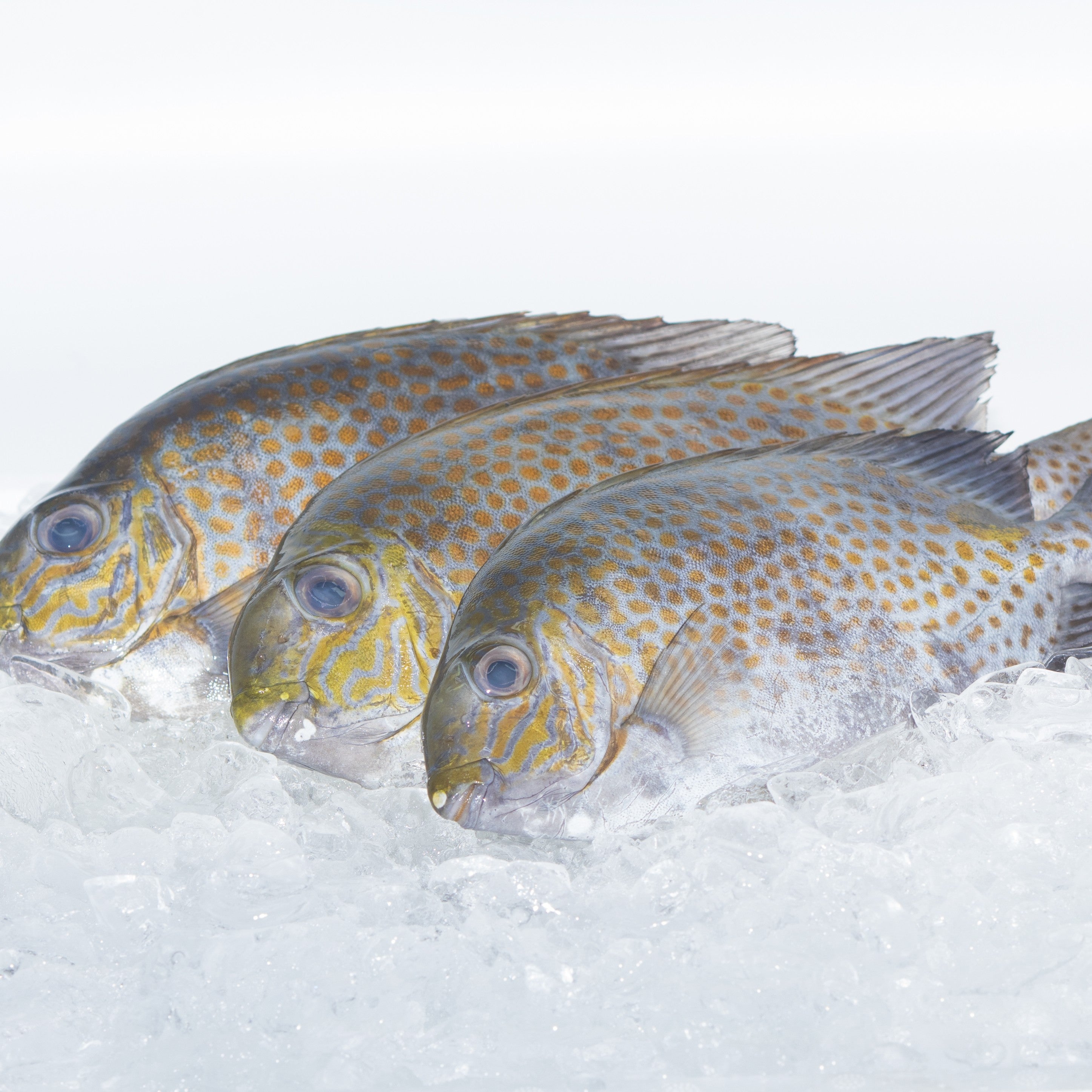 Fresh Frozen Samaral