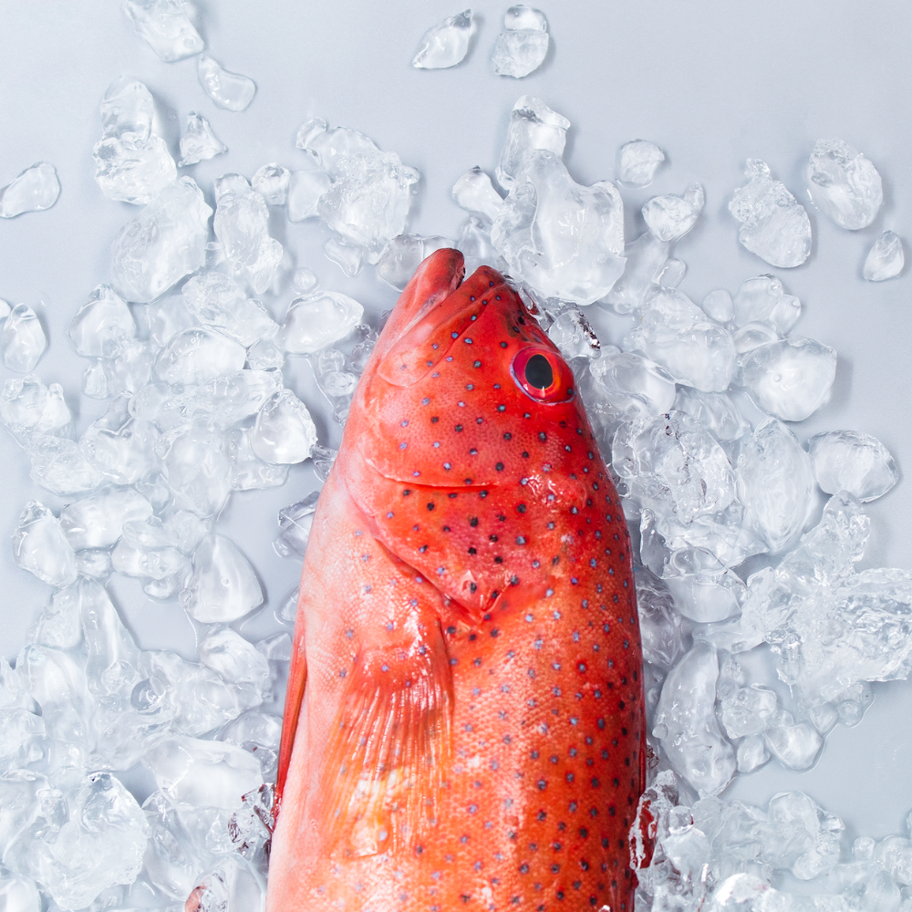 Lapu Lapu (Red Grouper)