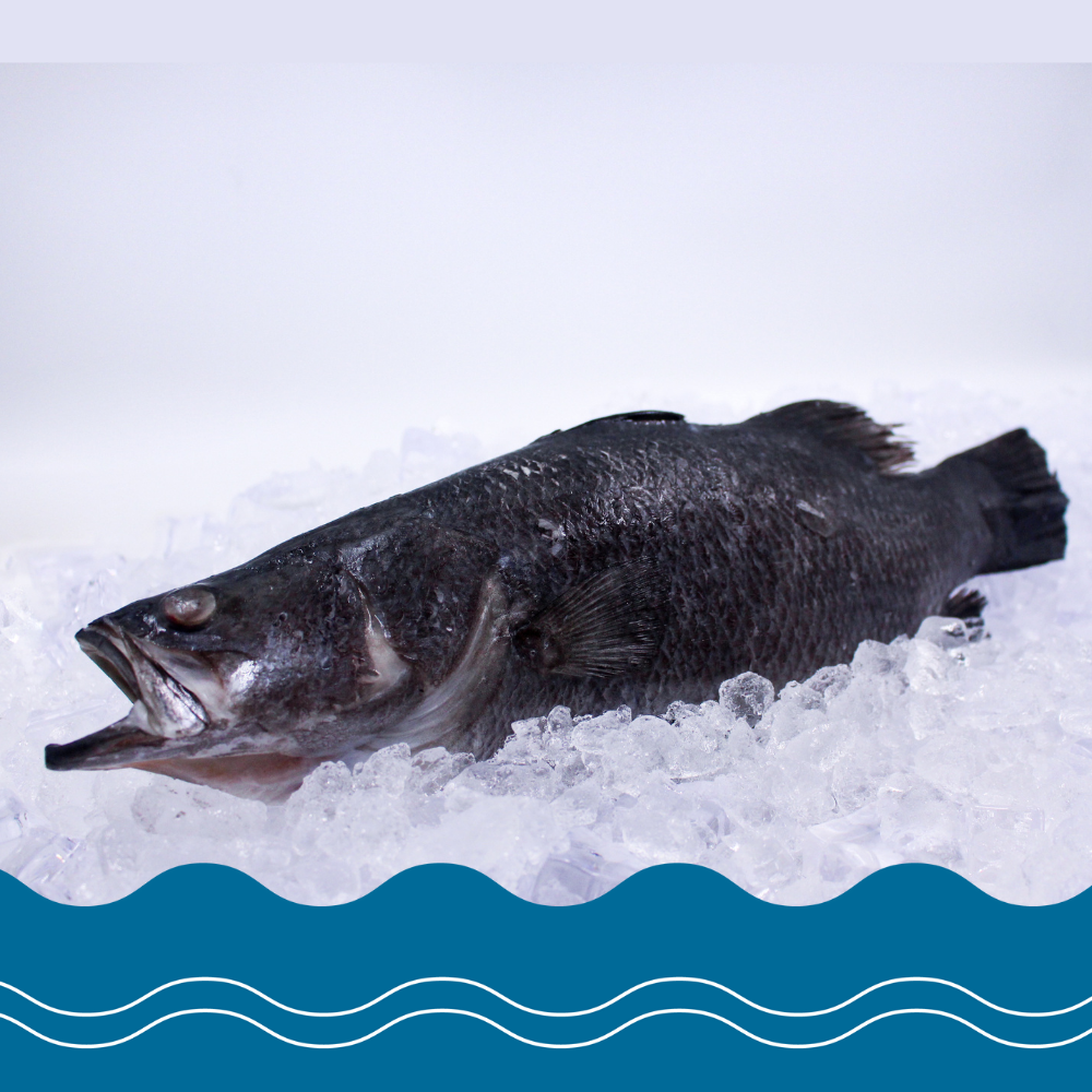 Seabass Apahap (Whole Round)