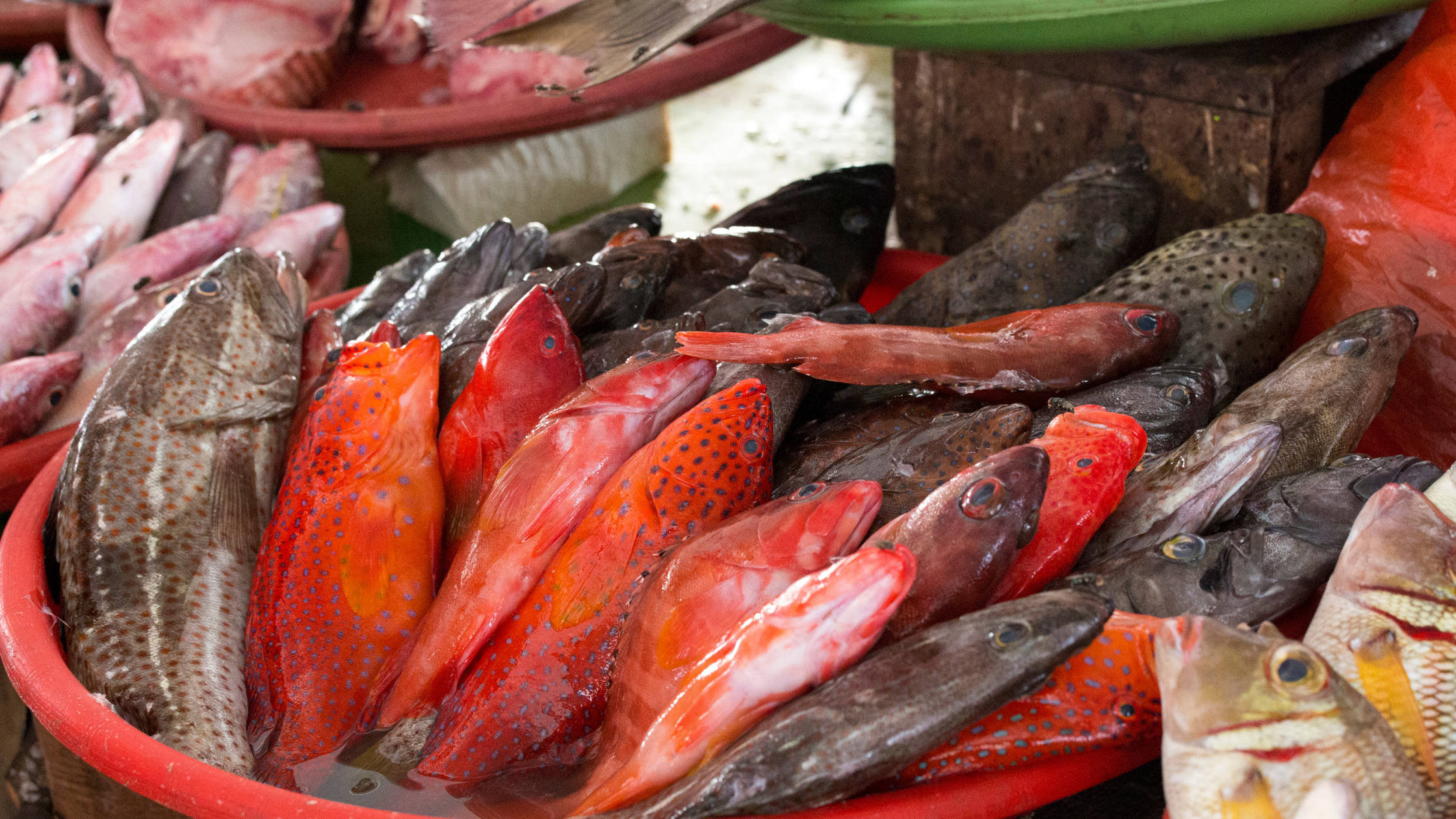 What Can We Learn From Indonesia's New Sustainable Fisheries Model?