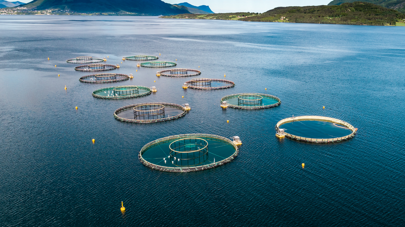 4 Things You Didn’t Know About Salmon Farming