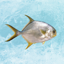 [PRE -ORDER] Fresh Chilled Pompano