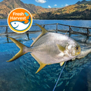 [PRE -ORDER] Fresh Chilled Pompano