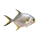 [PRE -ORDER] Fresh Chilled Pompano