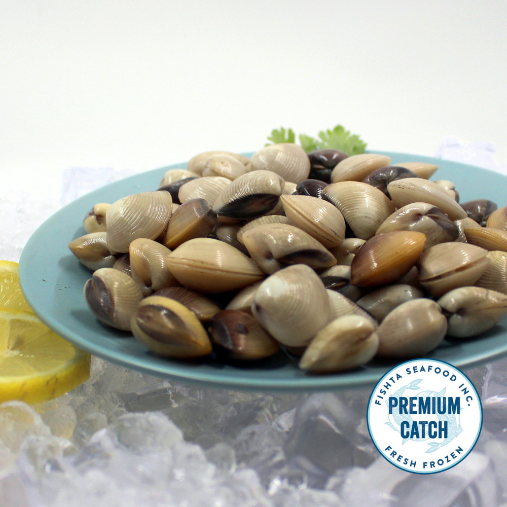 Chilean White Clam with Shell