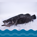 Seabass Apahap (Cleaned)